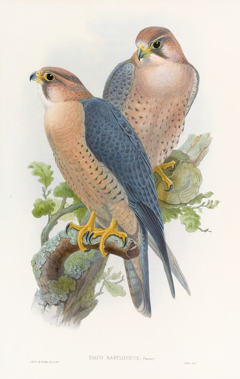 John Gould - Red-naped Falcon