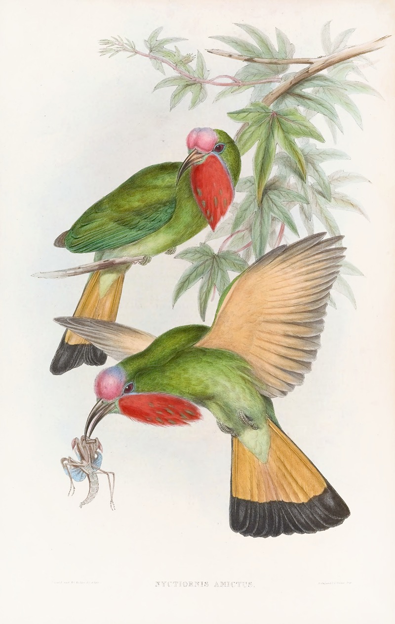John Gould - Red-throated Nyctiornis