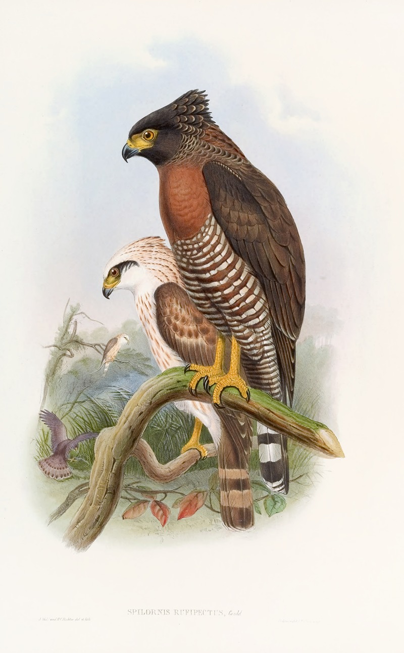 John Gould - Rufous·breasted Spilornis