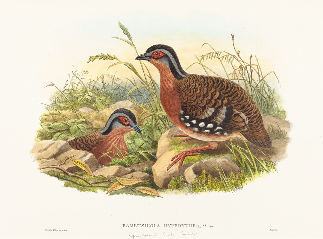 John Gould - Rufous-breasted Bamboo Partridge (Bambusicola Hyperythra)