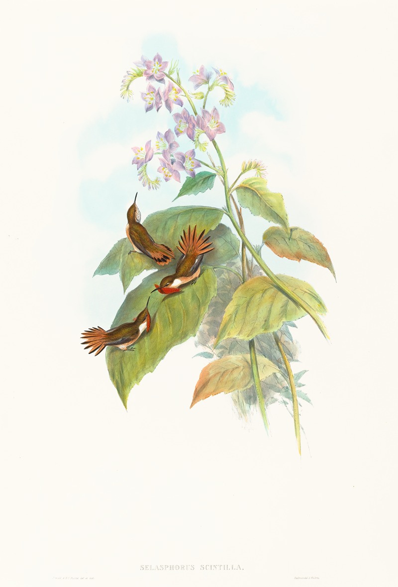 John Gould - Selashorus scintilla (Scintillant Hummingbird)