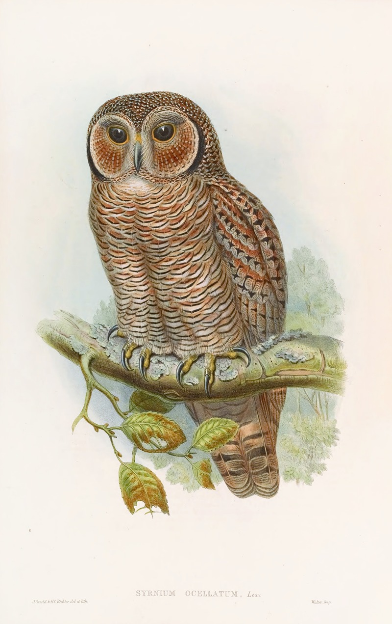 John Gould - Speckled Wood-Owl