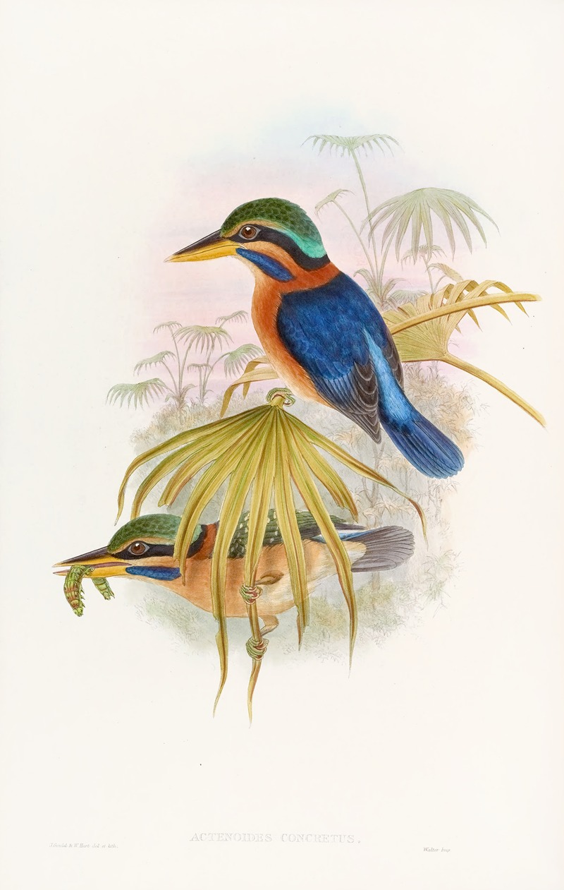 John Gould - Sumatra Kingfisher