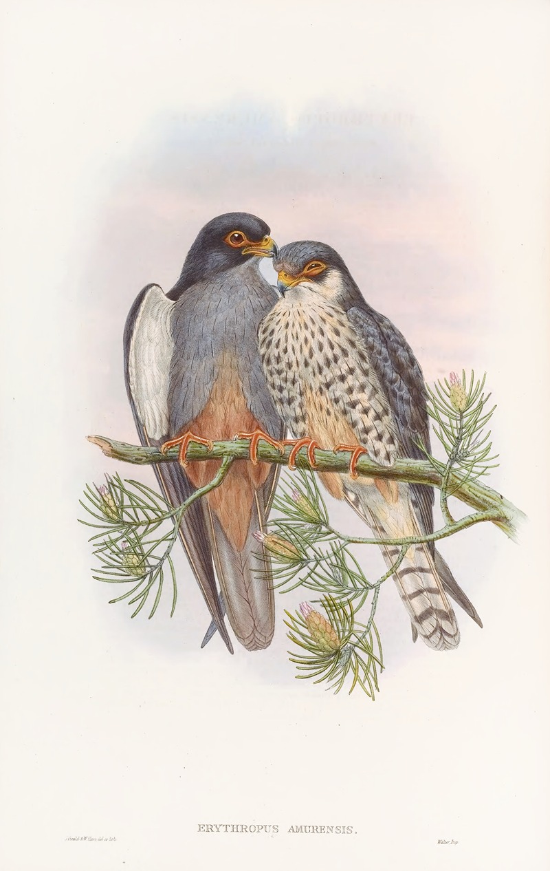 John Gould - White-winged Red-footed Kestrel