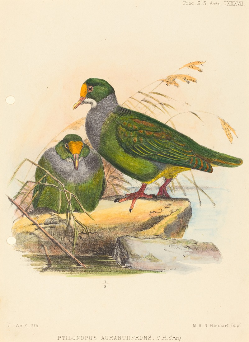 Joseph Wolf - Two Birds (Ptilonopus Auranthfrons)