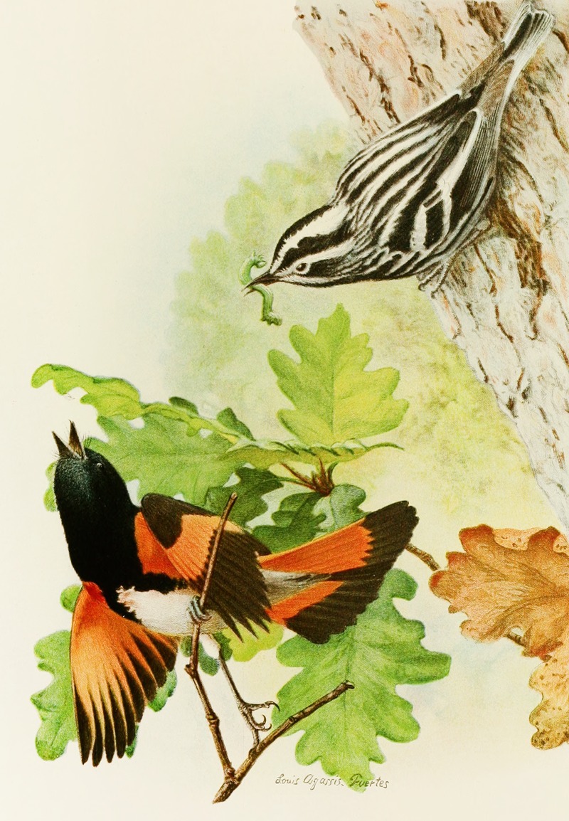 Louis Agassiz Fuertes - Black And White Warbler, American Redstart