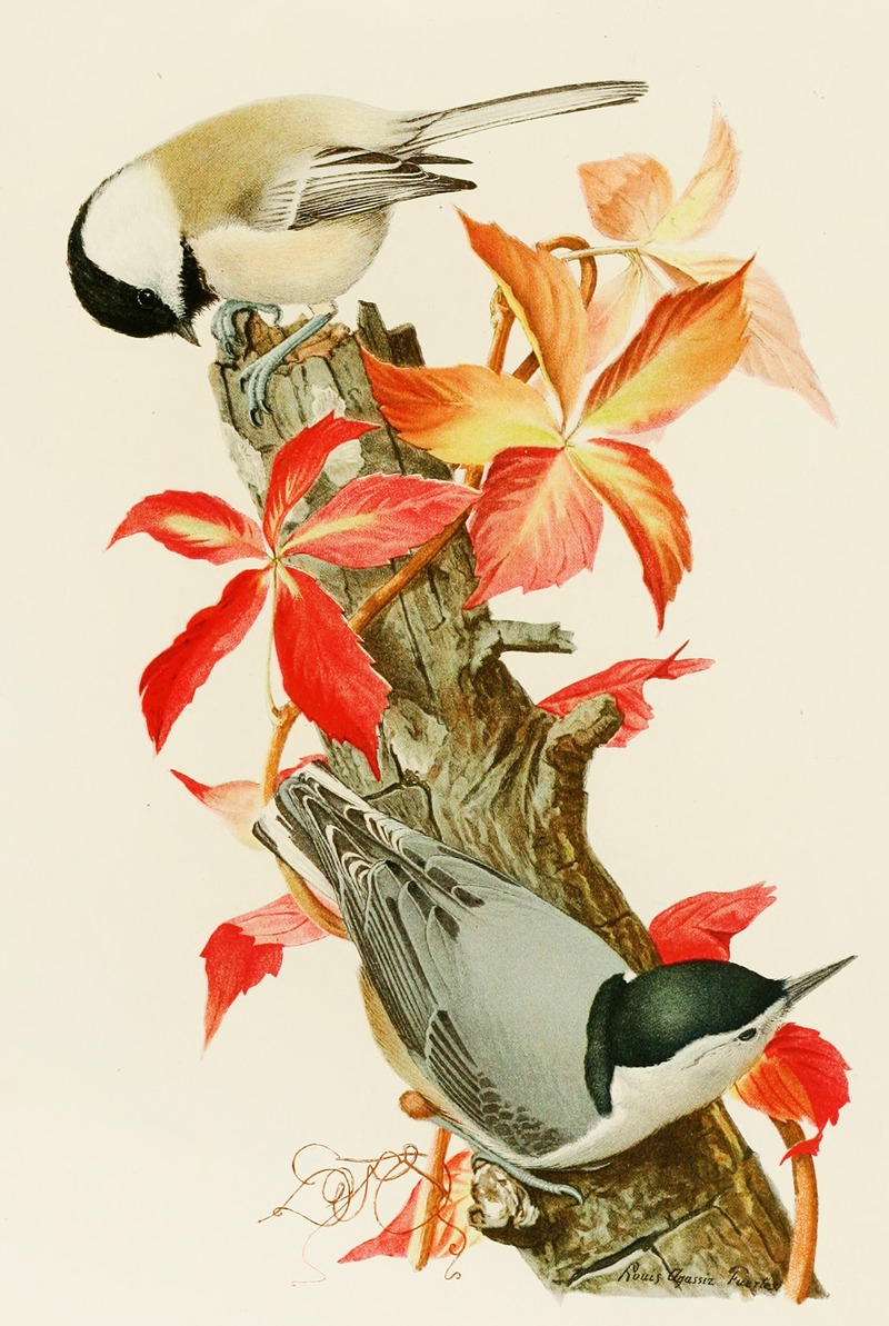 Louis Agassiz Fuertes - Chickadee,White-Breasted Nuthatch
