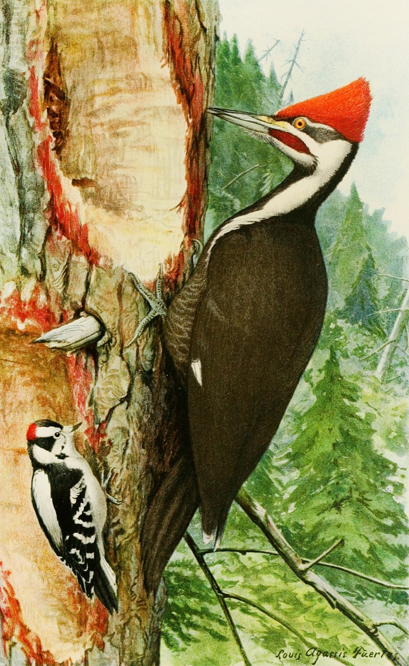 Louis Agassiz Fuertes - Pileated Woodpecker,Downy Woodpecker