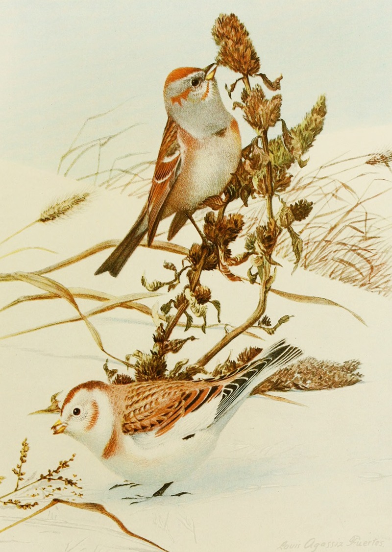 Louis Agassiz Fuertes - Tree Sparrow,Snowflake