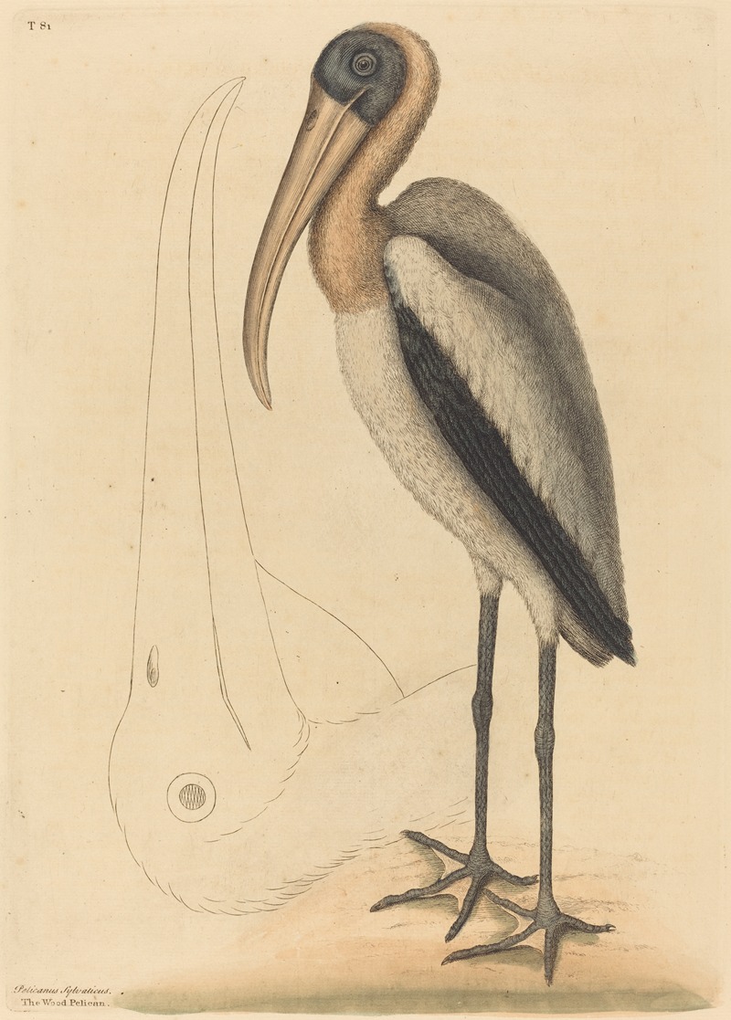 Mark Catesby - The Wood Pelican (Tantalus Loculator)