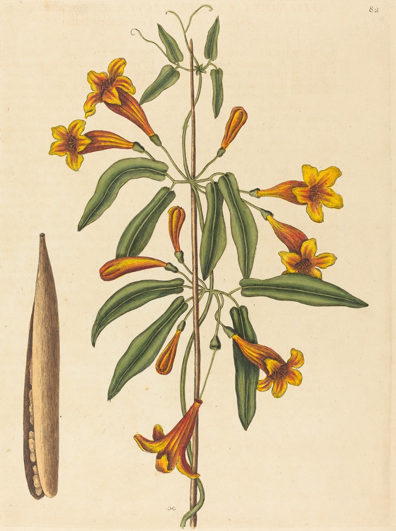 Mark Catesby - Cross-vine (Bignonia capreolata)