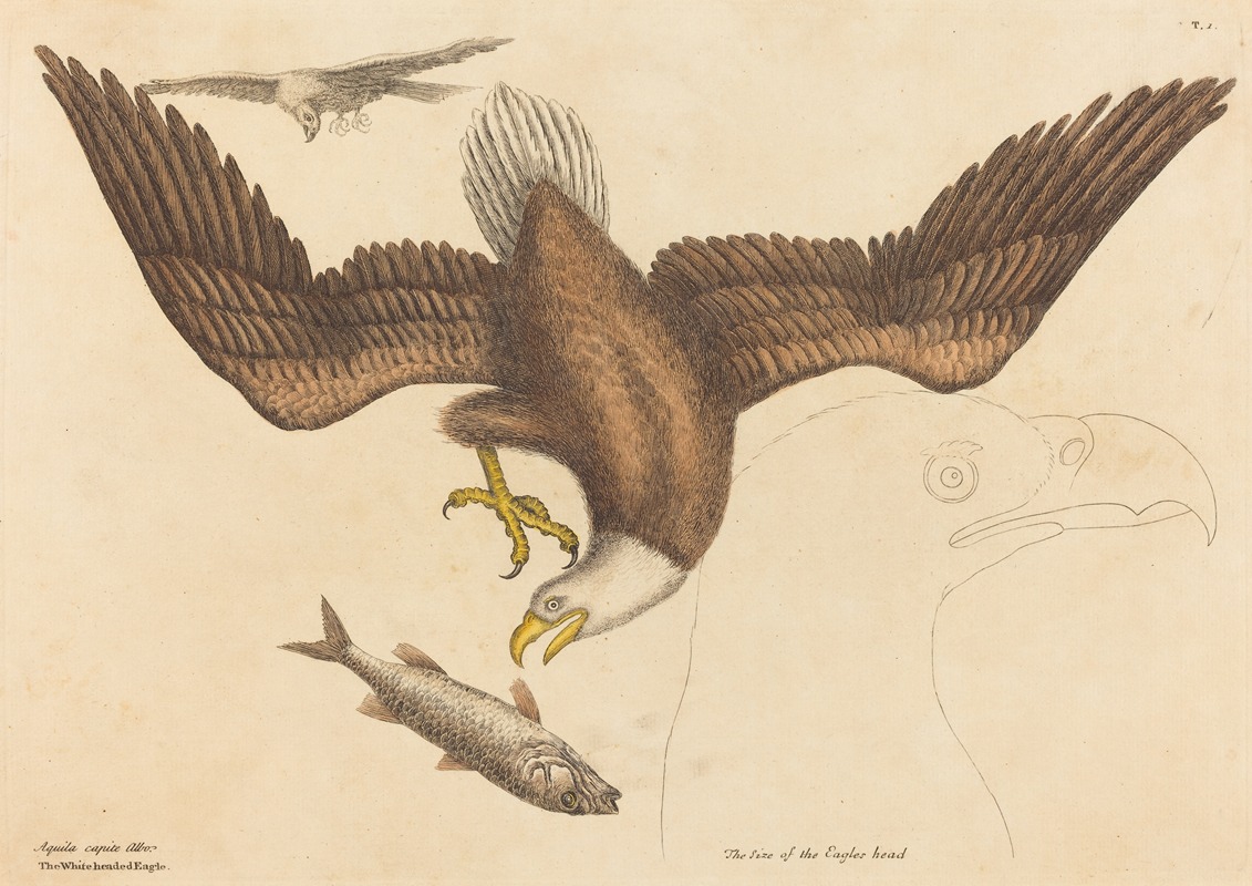 Mark Catesby - The Bald Eagle (Falco leucocephalus)