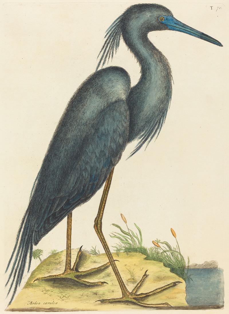 Mark Catesby - The Blue Heron (Ardea coerulea)