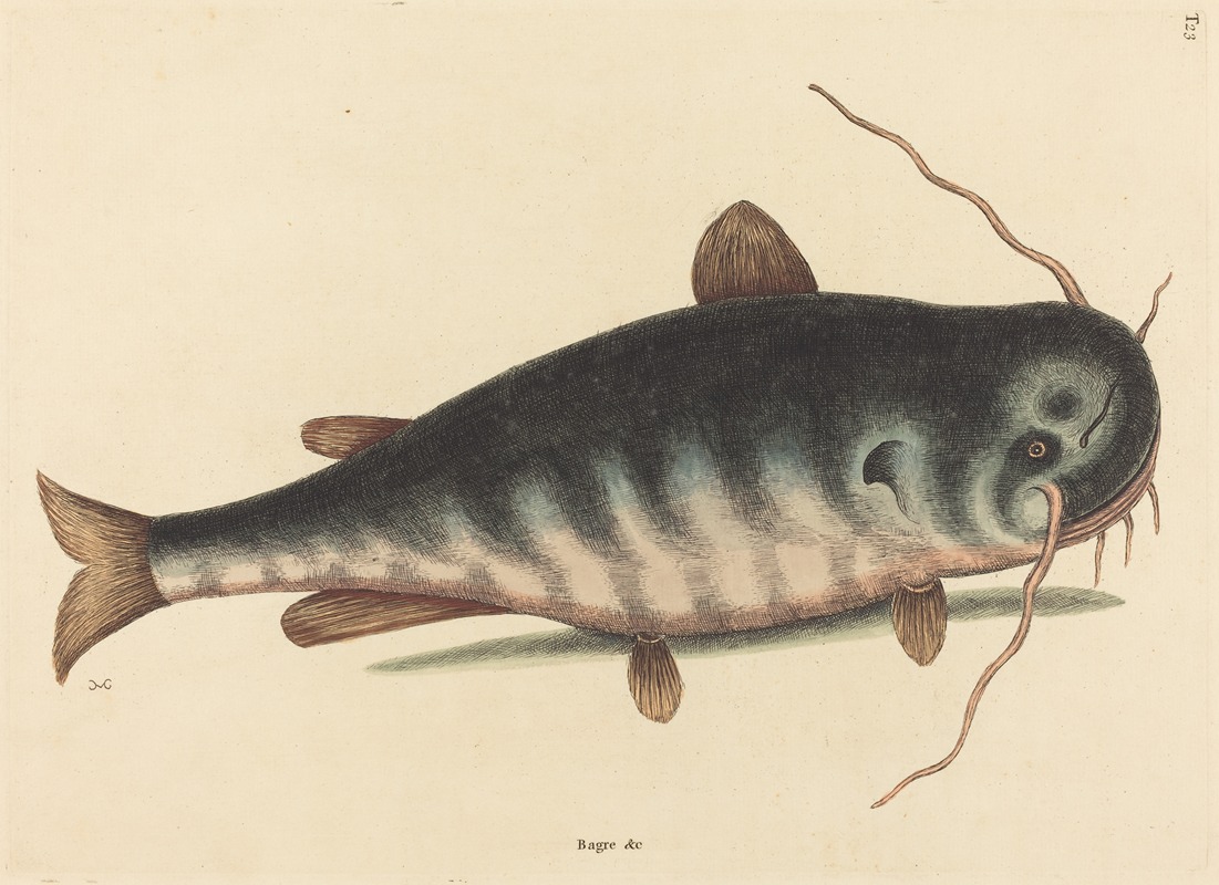 Mark Catesby - The Cat Fish (Silurus catus)