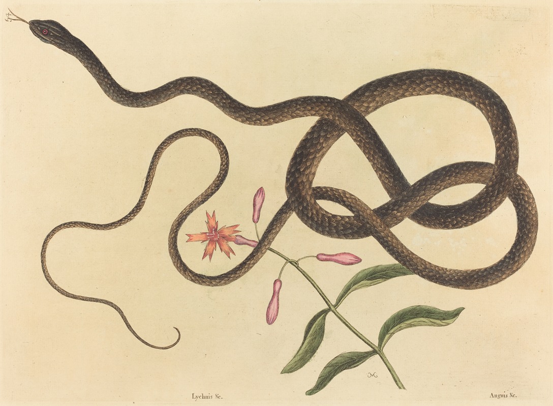 Mark Catesby - The Coach-whip Snake (Coluber flagellum)