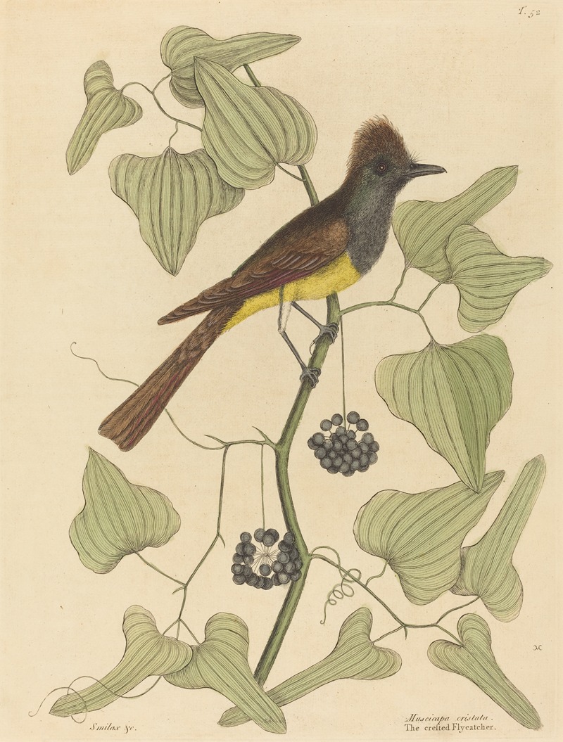 Mark Catesby - The Crested Flycatcher (Muscicapa cristata)