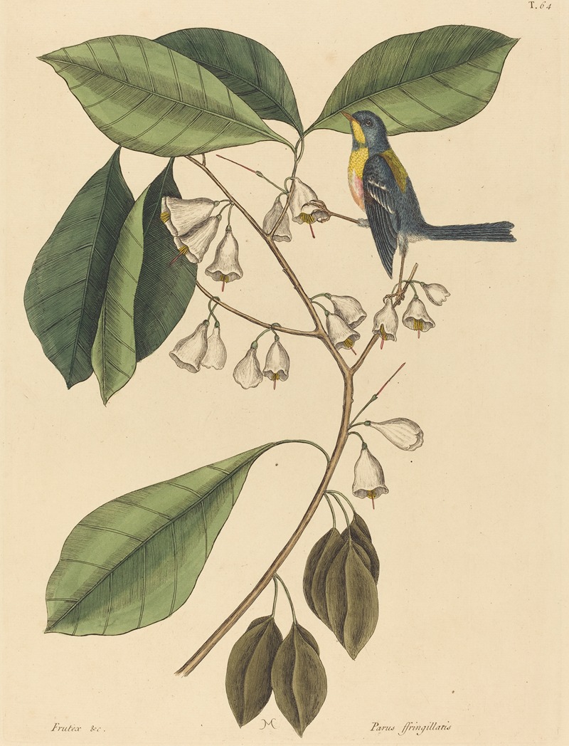 Mark Catesby - The Finch Creeper (Parus americanus)