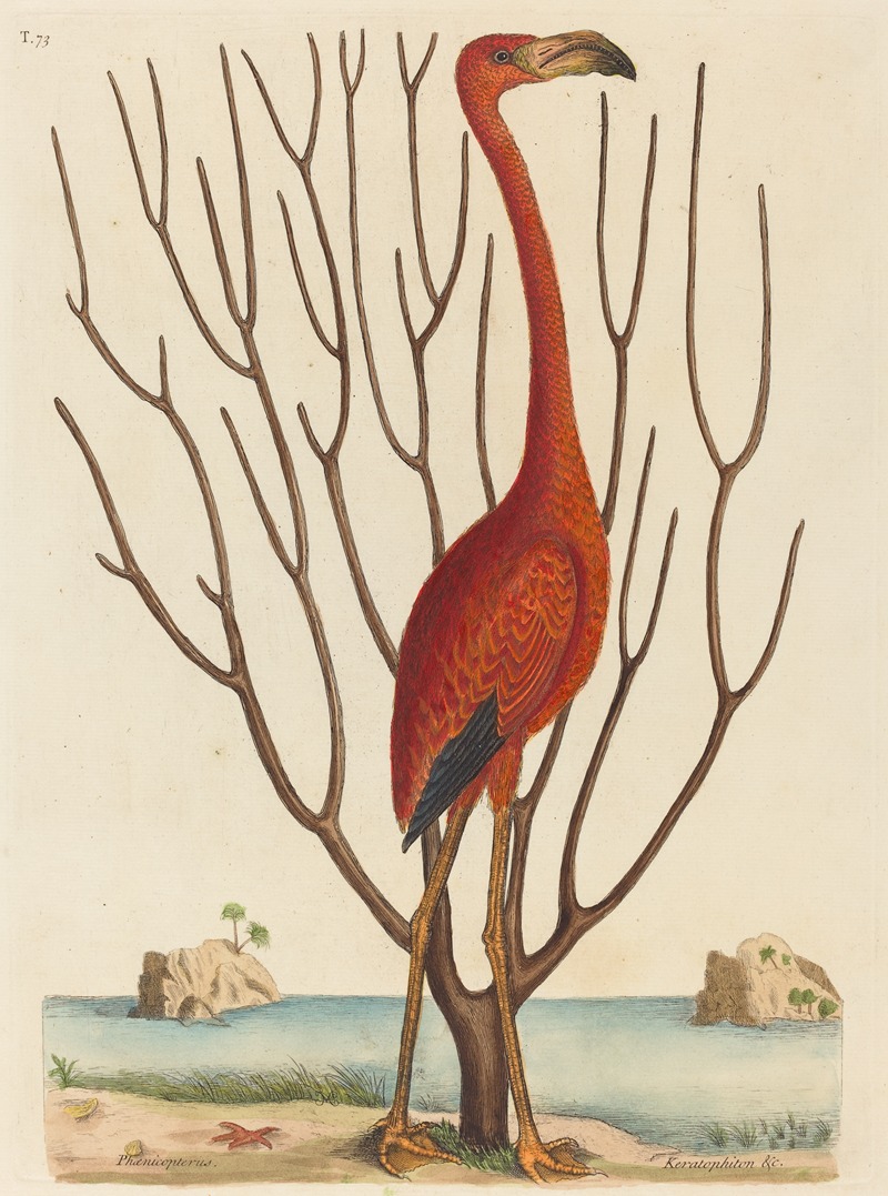 Mark Catesby - The Flamingo (Phoenicopterus ruber)