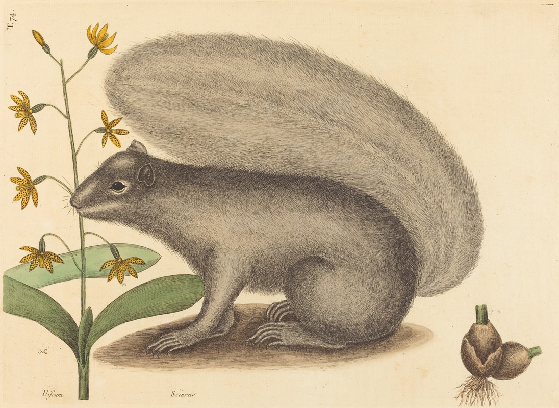 Mark Catesby - The Grey Fox Squirrel (Sciurus cinereus)