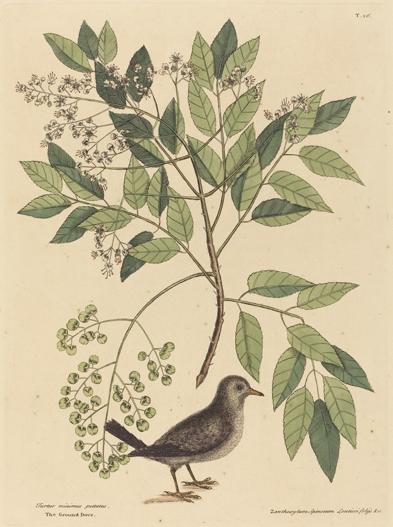 Mark Catesby - The Ground Dove (Columba passerina)