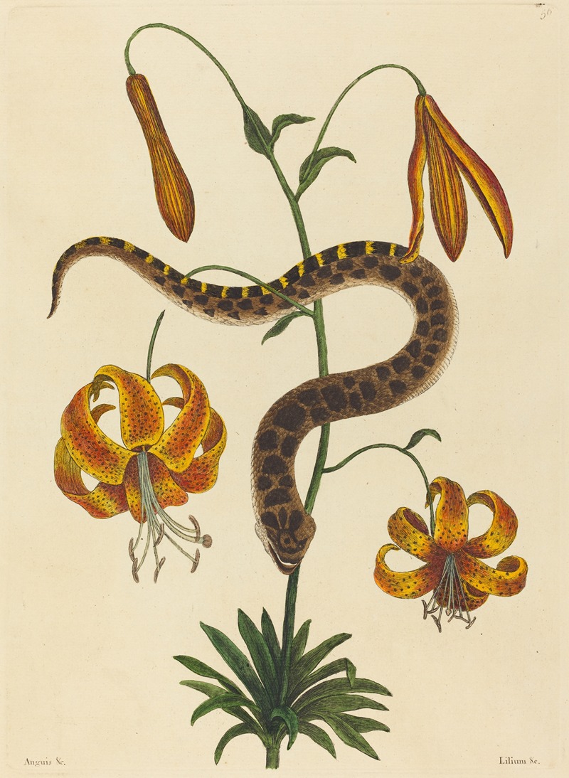 Mark Catesby - The Hog-nose Snake (Boa contortrix)