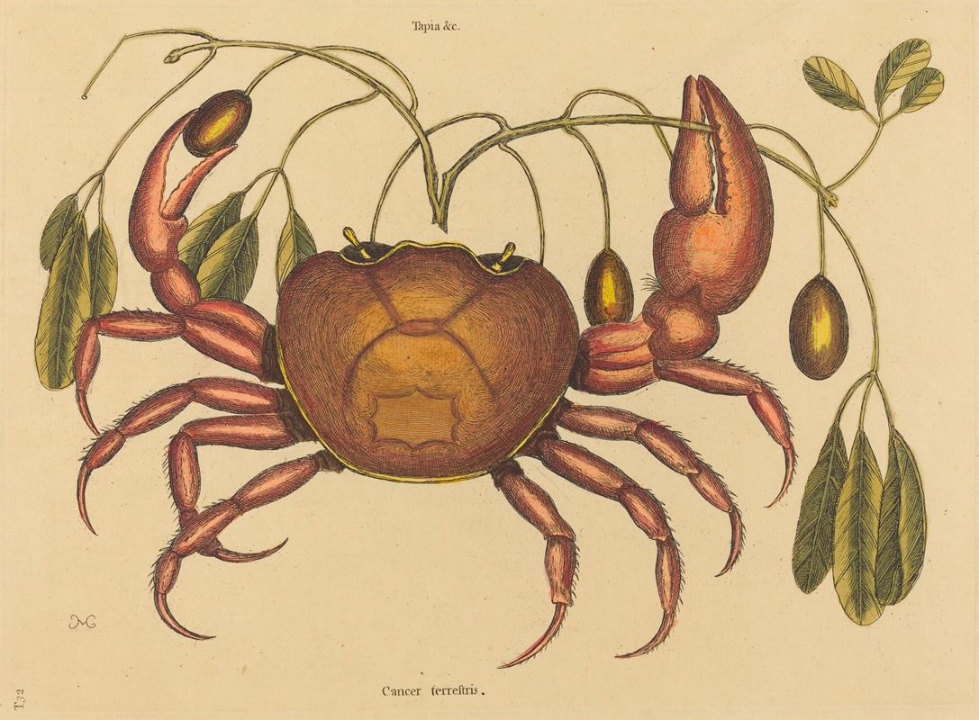 Mark Catesby - The Land-crab (Cancer ruricola)