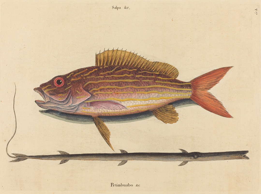 Mark Catesby - The Lane-snapper (Sparus synagris)