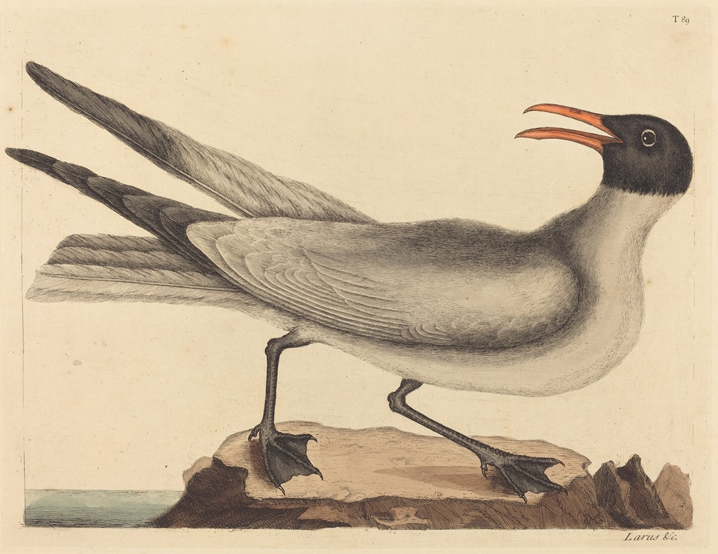 Mark Catesby - The Laughing Gull (Larus articilla)