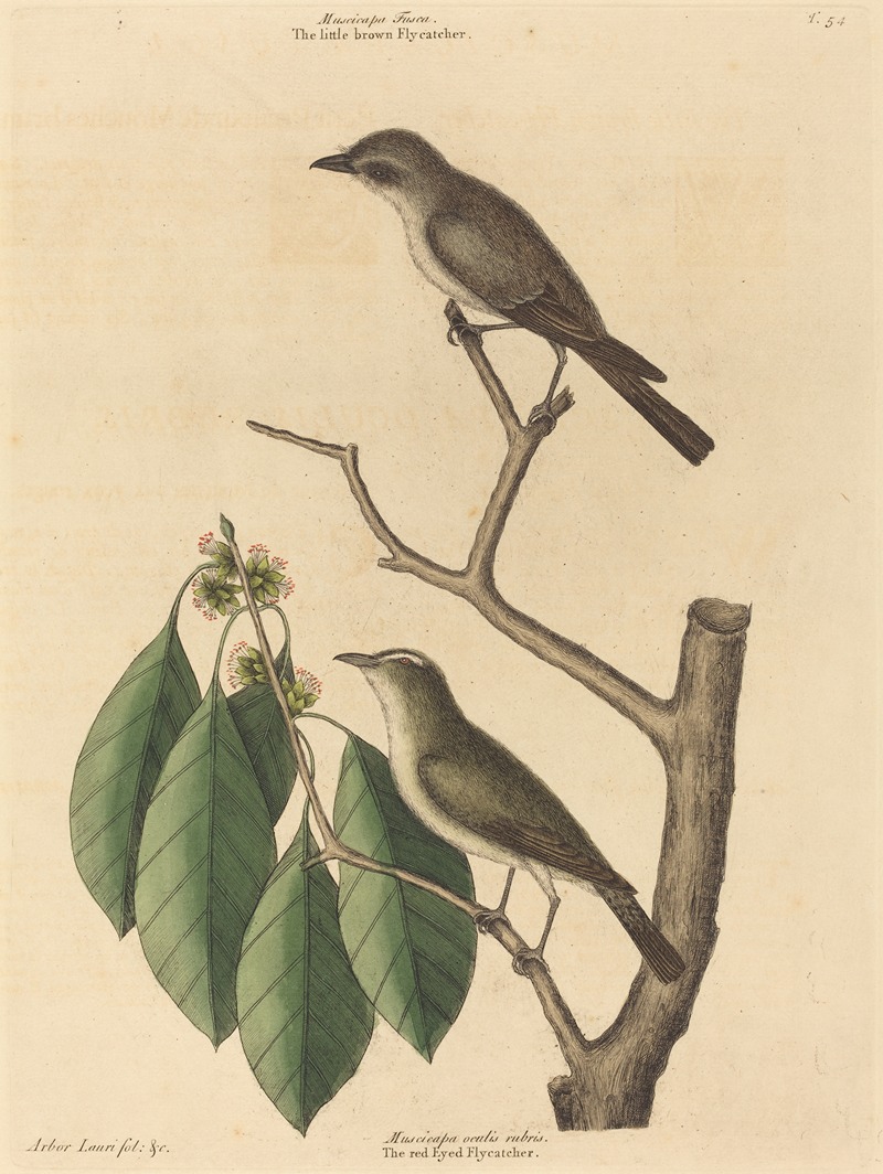 Mark Catesby - The Little Brown Flycatcher