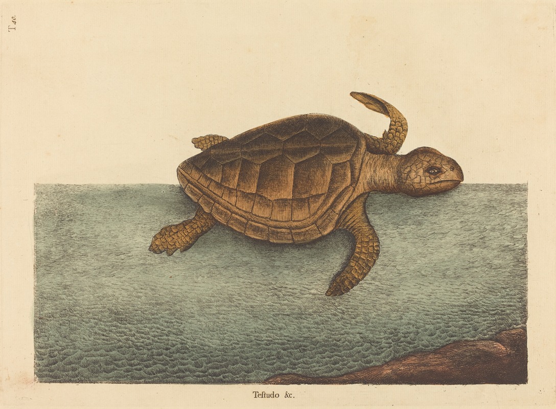 Mark Catesby - The Logger-head Turtle (Testudo Cavanna)