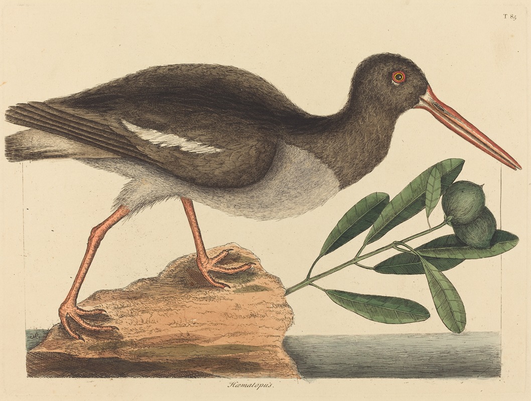 Mark Catesby - The Oyster-catcher (Hoematopus ostralegus)