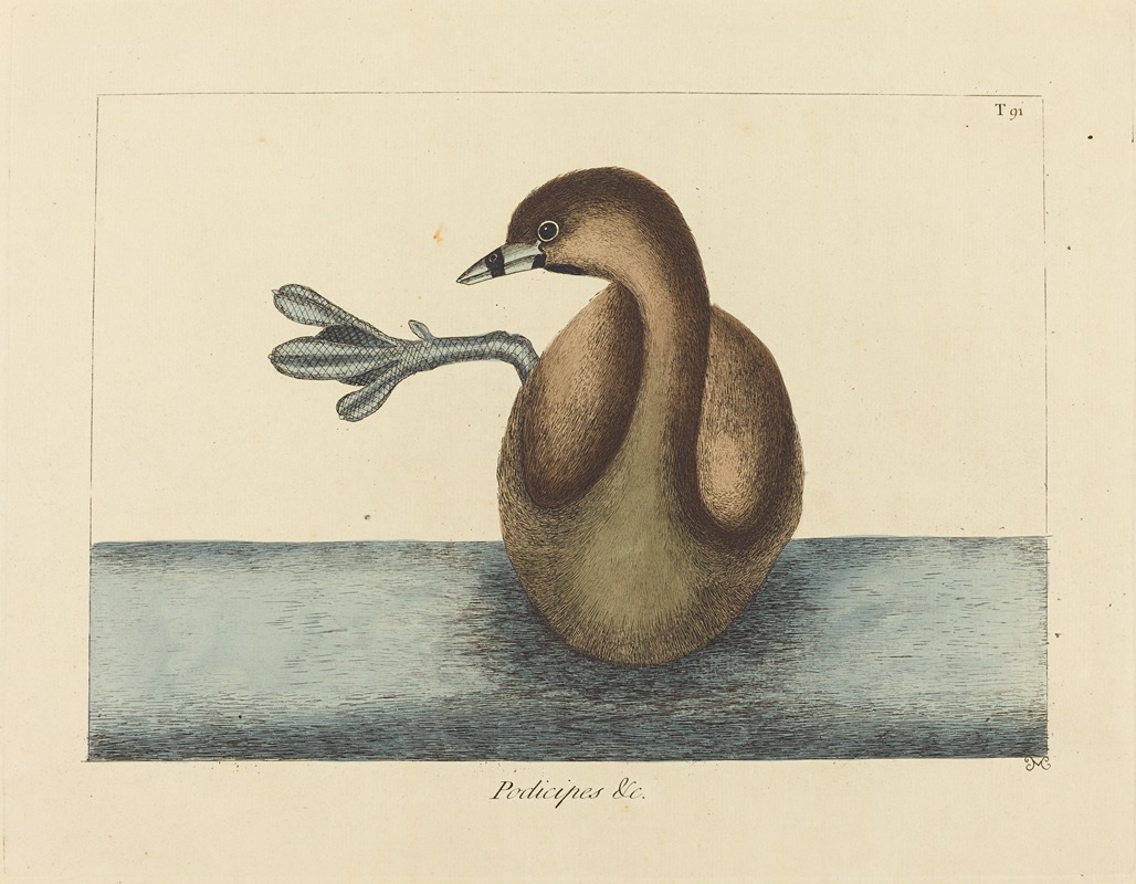 Mark Catesby - The Pied-billed Dobchick (Colymbus podiceps)