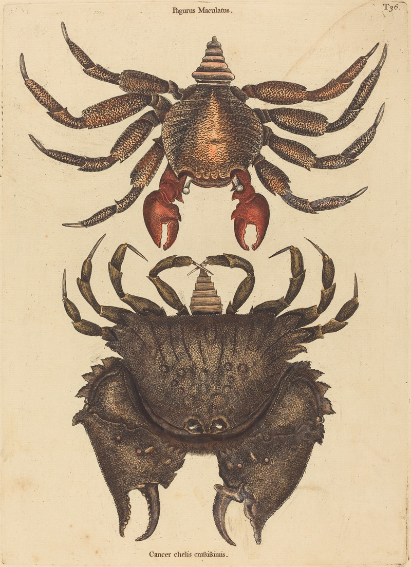 Mark Catesby - The Red Mottled Rock-crab (Cancer grapsus)