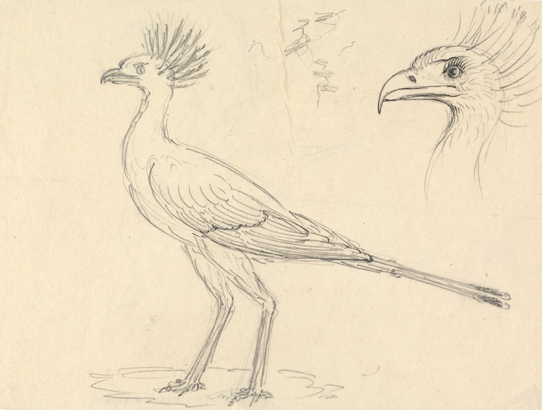 Luigi Balugani - Secretary Bird