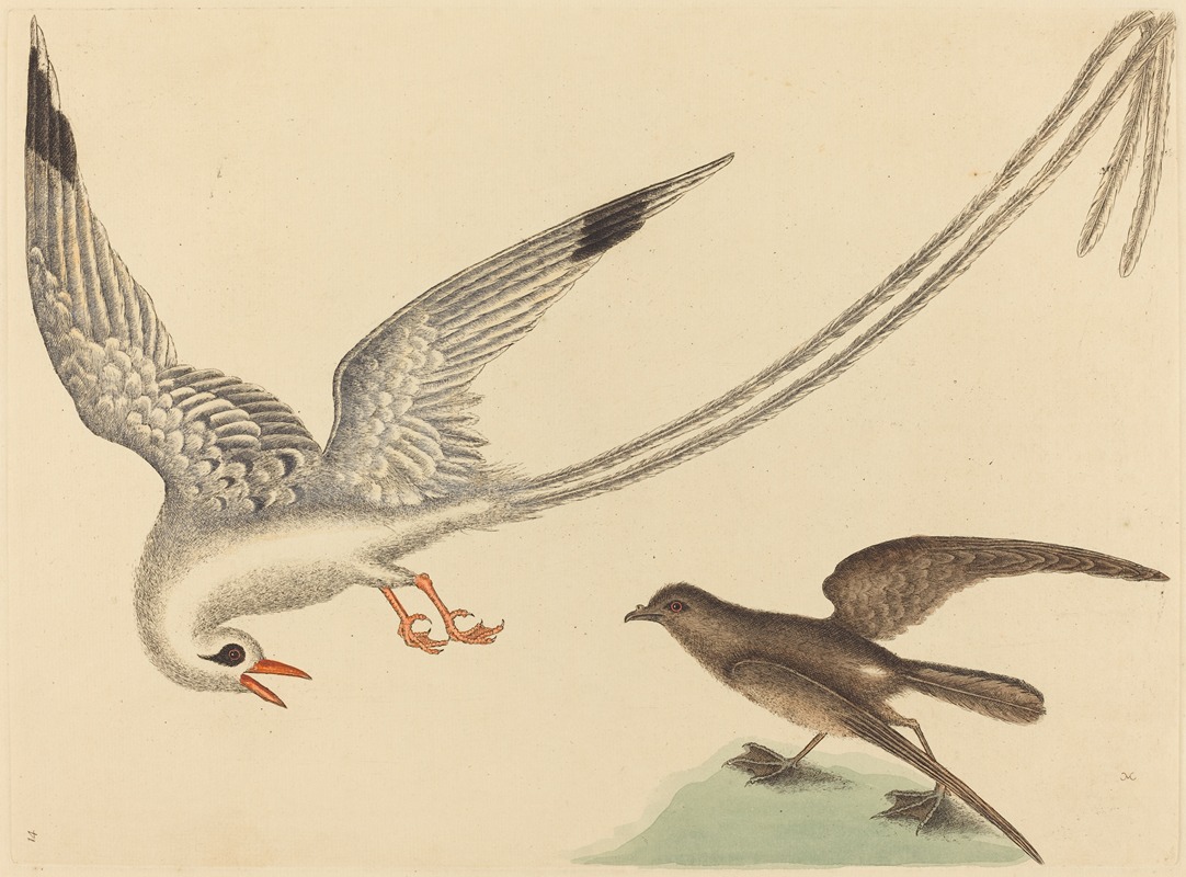 Mark Catesby - The Rice-bird (Emberiza oryzivora)