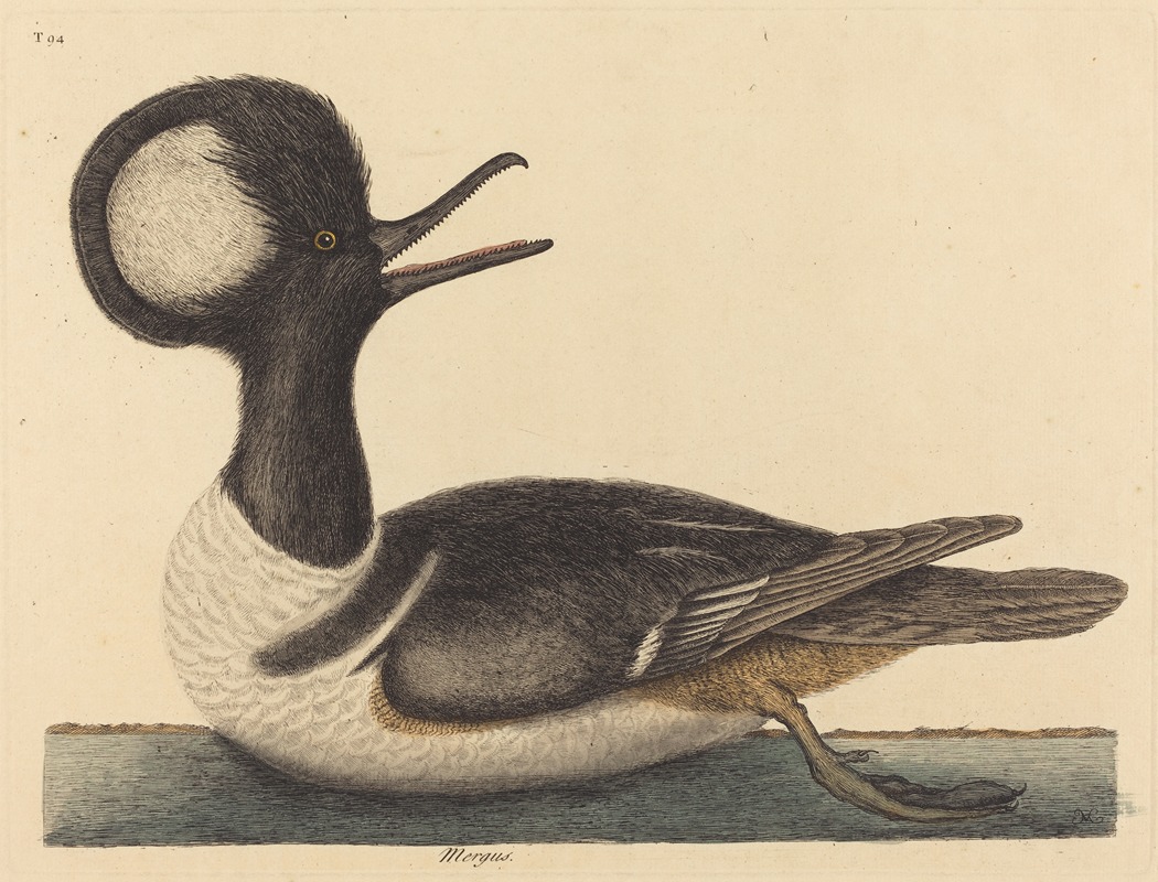 Mark Catesby - The Round Crested Duck (Mergus cucullatus)
