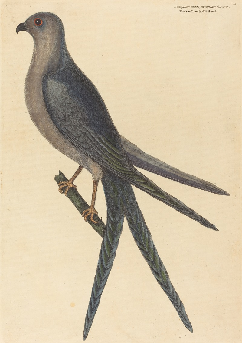 Mark Catesby - The Swallow Tail Hawk (Falco furcatus)