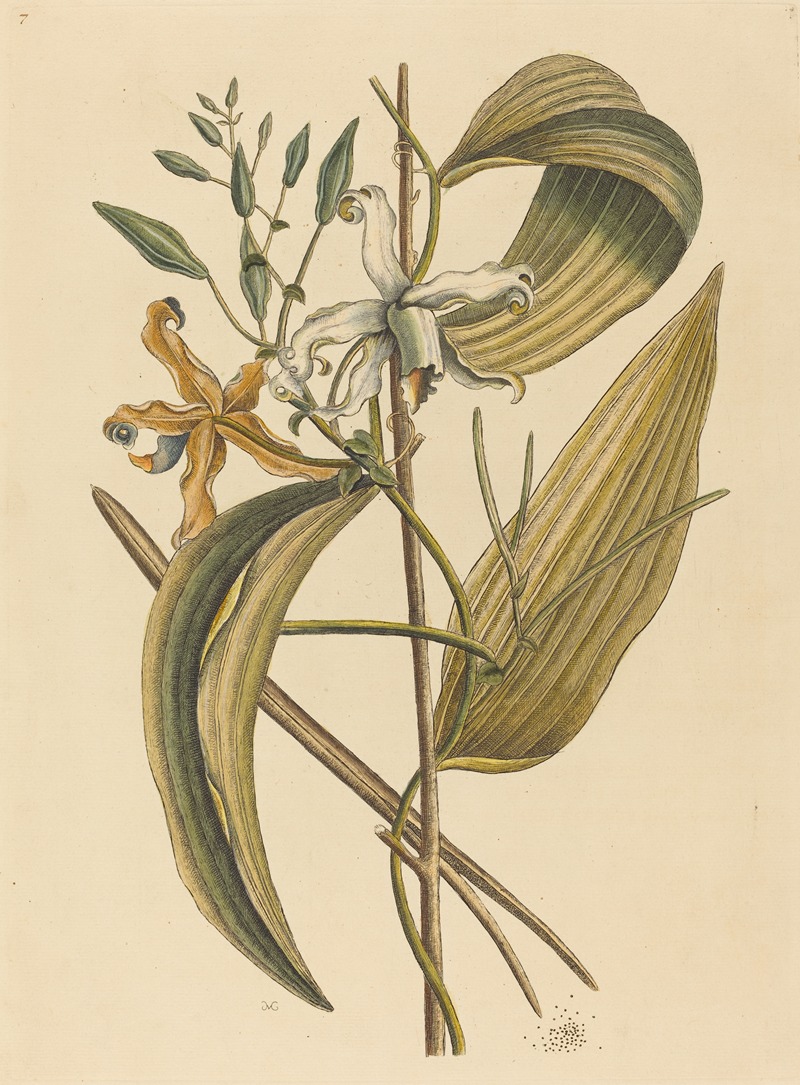 Mark Catesby - The Vanelloe (Epidendrum Vanilla)