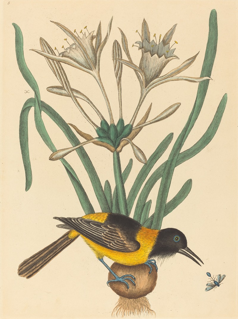 Mark Catesby - The Yellow and Black Pye (Oriolus Icterus)