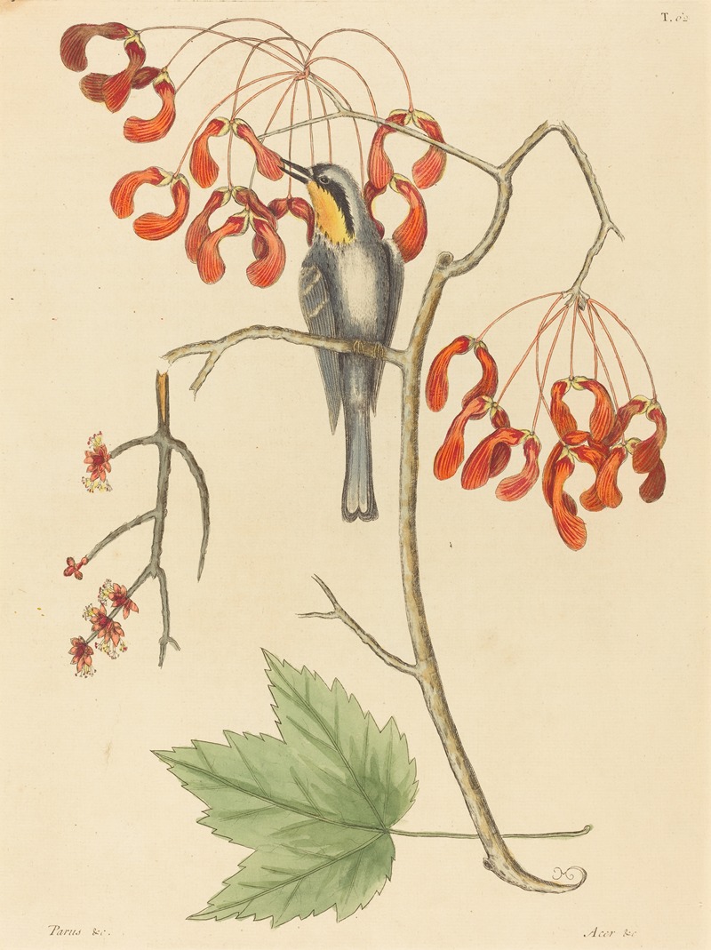 Mark Catesby - The Yellow Throated Creeper