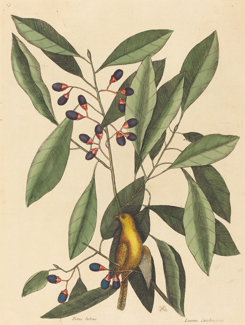 Mark Catesby - The Yellow Titmouse
