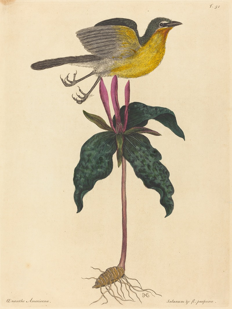 Mark Catesby - The Yellow-breasted Chat