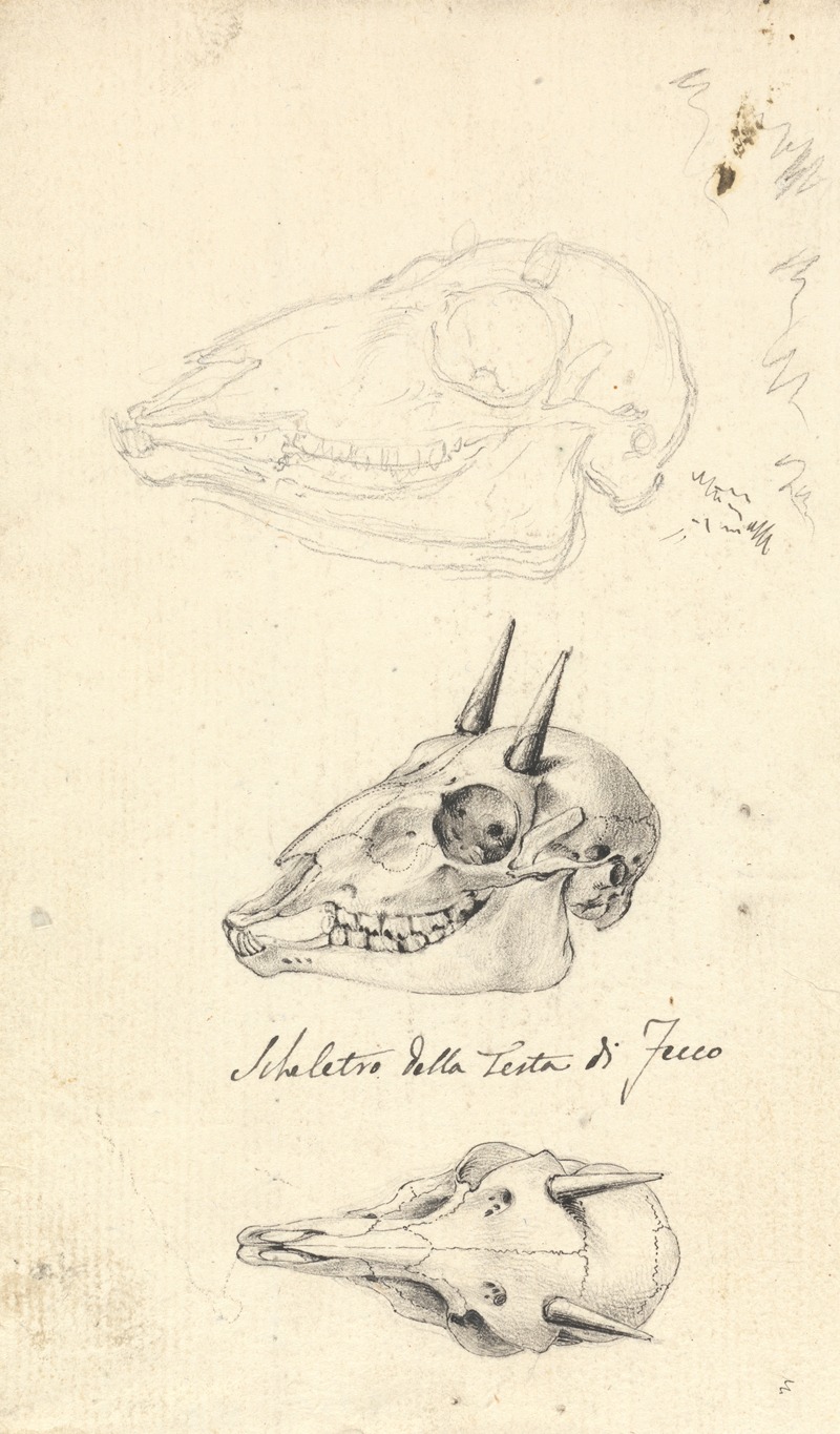 Luigi Balugani - Skeletro della Testa di Fecco (Three Animal Skulls)