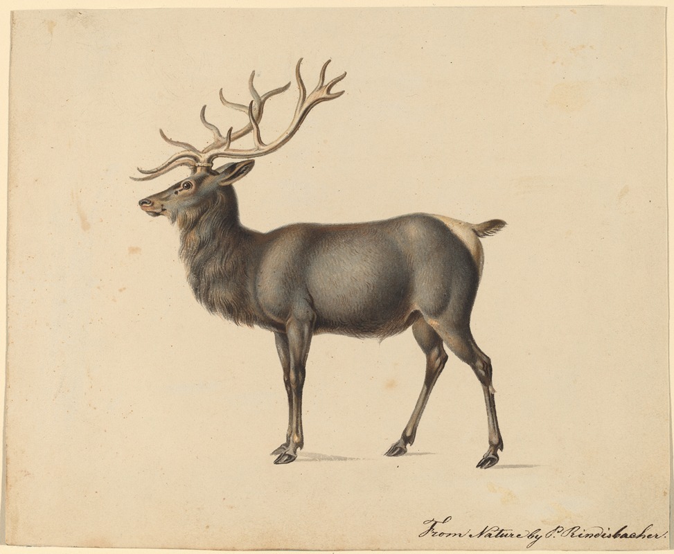 Peter Rindisbacher - European Elk
