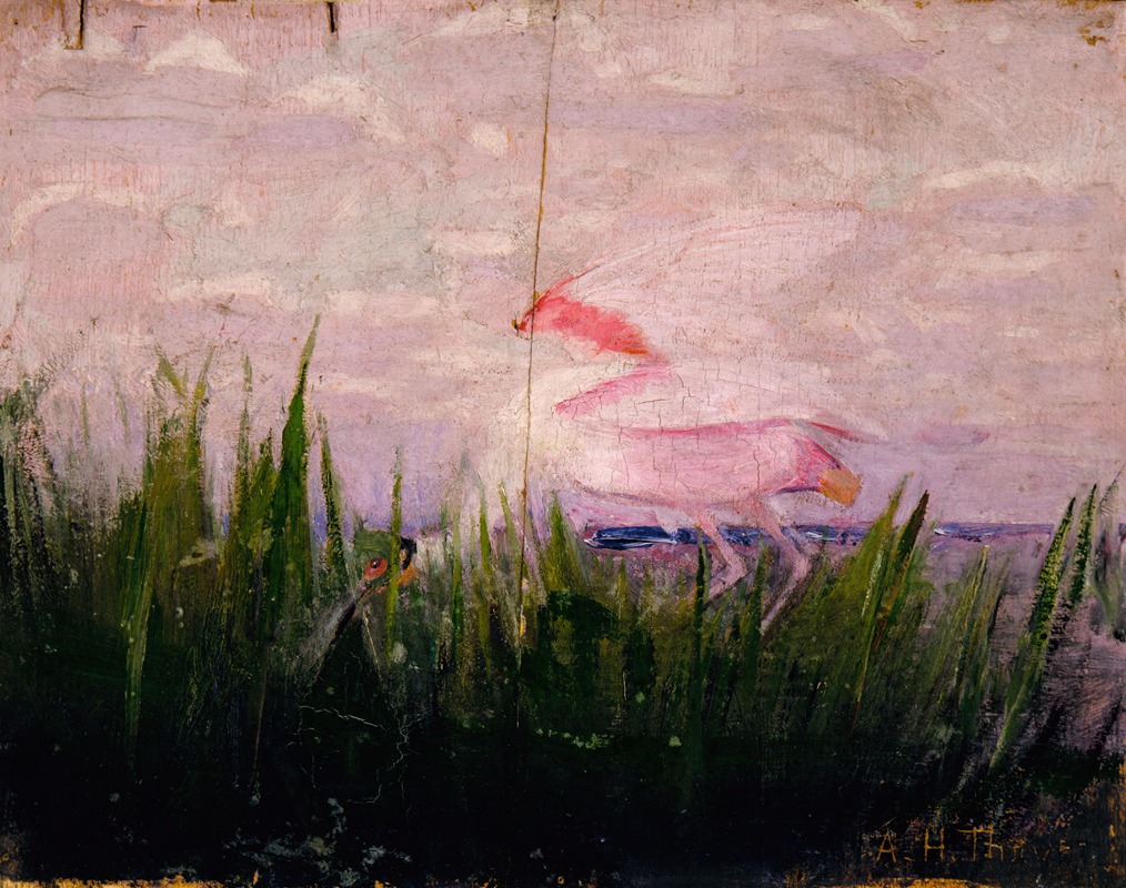 Abbott Handerson Thayer - Roseate Spoonbill, study for book Concealing Coloration in the Animal Kingdom