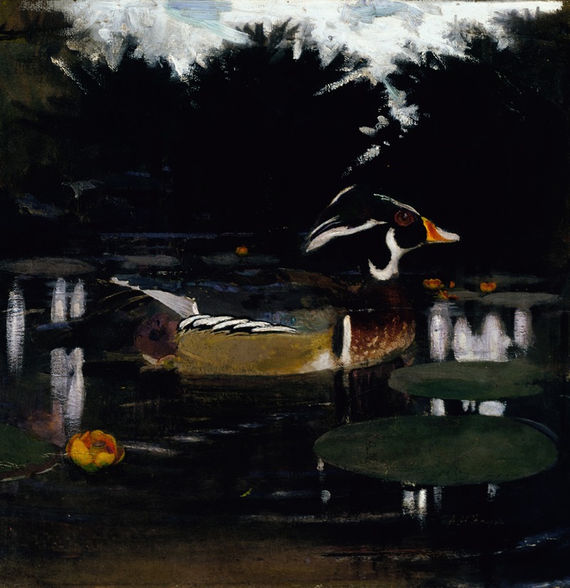 Abbott Handerson Thayer - Male Wood Duck in a Forest Pool, study for book Concealing Coloration in the Animal Kingdom