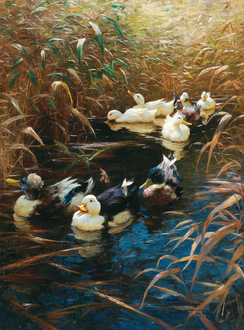 Alexander Koester - Ducks in autumn reeds