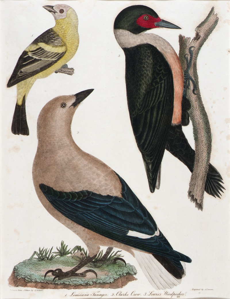 Alexander Lawson - Louisiana Tanager, Clark’s Crow, Lewis’ Woodpecker
