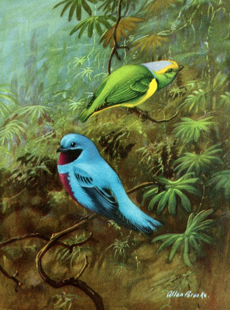 Allan Brooks - Costa Rican tanager and lovely cotinga
