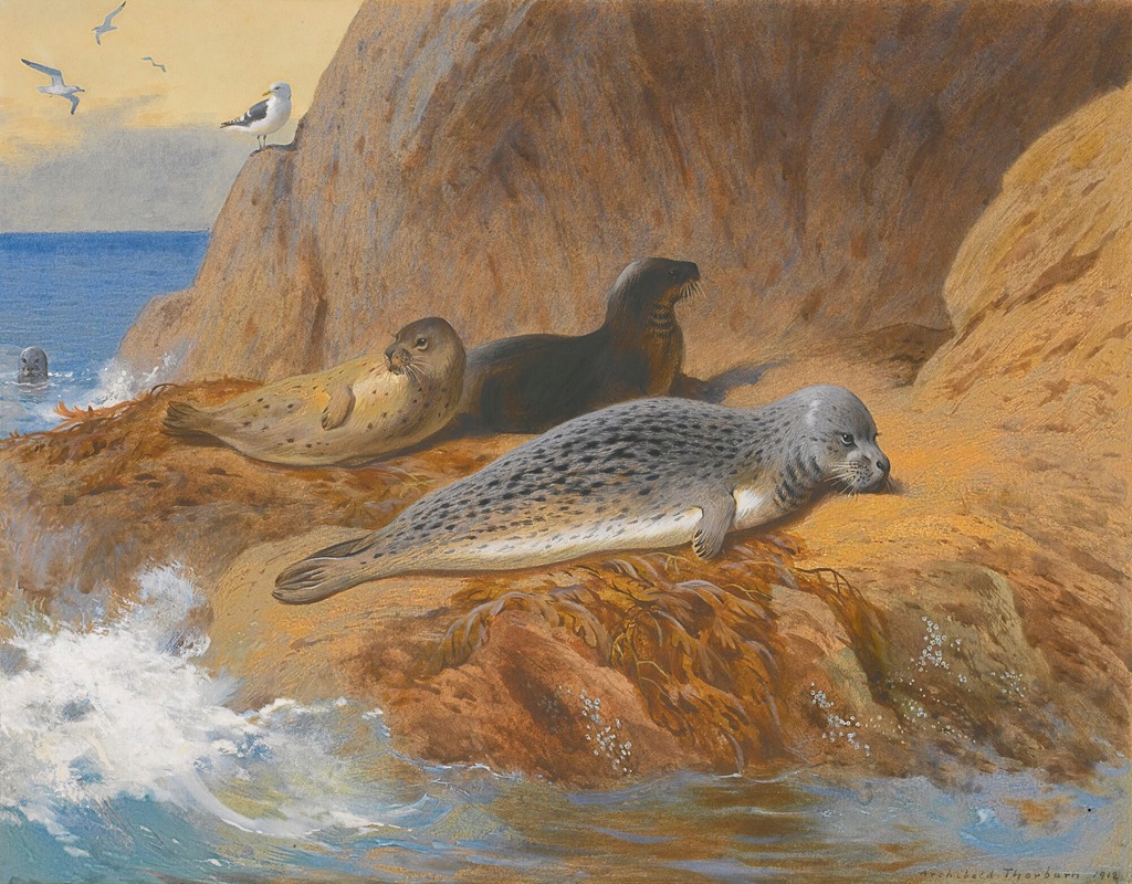 Archibald Thorburn - Grey And Harbour Seals At Rest